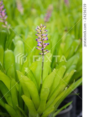 Bromeliad flower  24256159