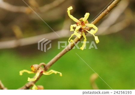 Background material of spring flowers · Fun flowers of cinnamon sak blooming in the East Gardens of the Imperial Palace · Flower branch up sideways position 24256193