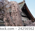 奈良冰室神社 24256562
