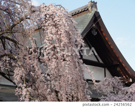 奈良冰室神社 奈良冰室神社 24256562