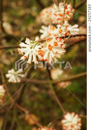 春天的花樹的背景材料·在皇宮的東花園盛開的赤羽的溫柔的花·花枝垂直位置 春天的花樹的背景材料·在皇宮的東花園盛開的赤羽的溫柔的花·花枝垂直位置 24257163