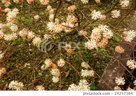春天的花朵背景素材·Akabane盛開在故宮的東花園Mitumata的溫柔花朵·花枝水平位置 春天的花朵背景素材·Akabane盛開在故宮的東花園Mitumata的溫柔花朵·花枝水平位置 24257164