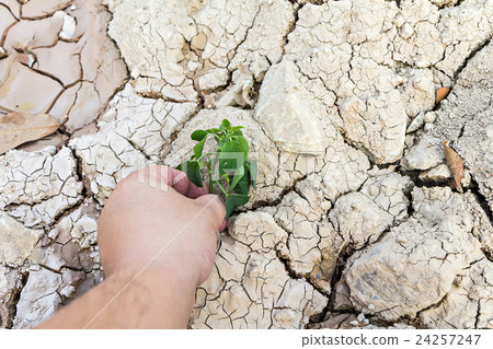 Hand holding green tree sprout on cracked ground 24257247