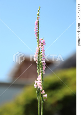 螺絲香蕉 螺絲香蕉 24257553