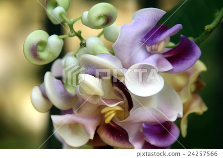 開瓶器藤 開瓶器藤 24257566