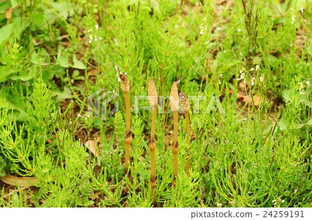Background material of spring field · The pretty cuckoo found at the end of the moat at the Imperial Palace · 4 pillars Background material of spring field · The pretty cuckoo found at the end of the moat at the Imperial Palace · 4 pillars 24259191