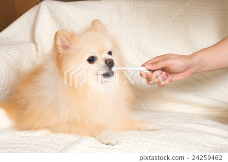 Pomeranian to brush your teeth 24259462