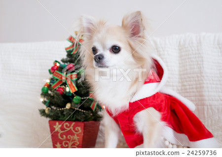 Chihuahuas (Christmas) Chihuahuas (Christmas) 24259736