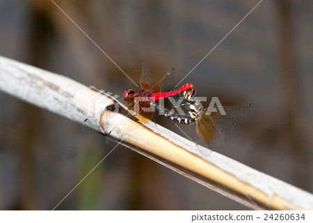 Hatchettenbo Miyamoto Mire的交配 24260634