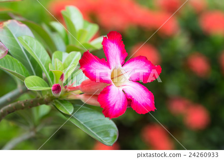 Desert rose., Rose flower from tropical climate. 24260933