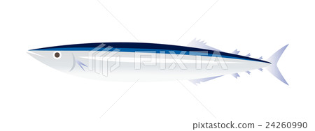 生秋刀魚 24260990