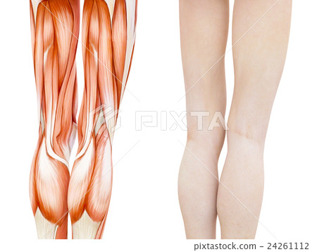 女性腿腿肌肉標本人體perming3DCG例證材料 24261112
