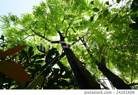 Fresh leaves are refreshing, Green leaves of Momiji -1 Fresh leaves are refreshing, Green leaves of Momiji -1 24261606