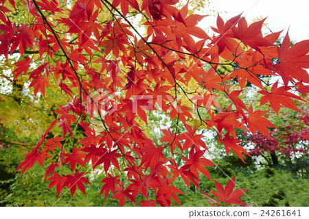 Autumn leaves fall image Autumn leaves fall image 24261641