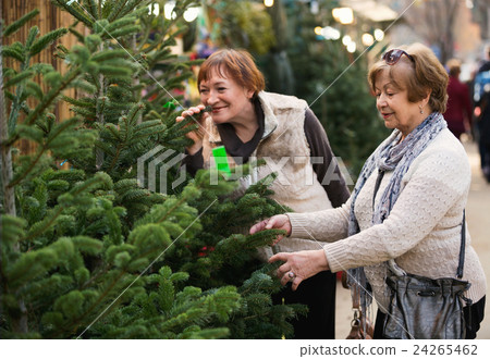 Cheerful glad mature women selecting spruce Cheerful glad mature women selecting spruce 24265462