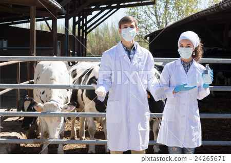 Serious man and woman veterinarian standing close to cows Serious man and woman veterinarian standing close to cows 24265671