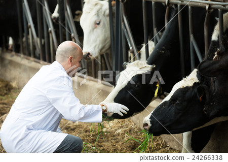 Veterinarian with cows in livestock farm 24266338