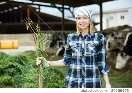 Young cowgirl collecting grass for cows 24266478