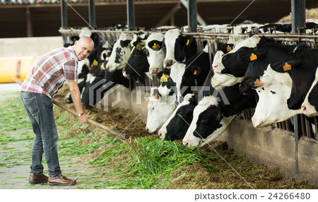 Farmer feeding cows with grass in farm. Farmer feeding cows with grass in farm. 24266480
