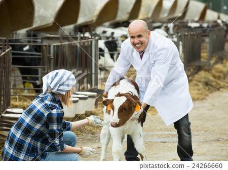 Farm workers with young cattle in cowhouse . 24266660