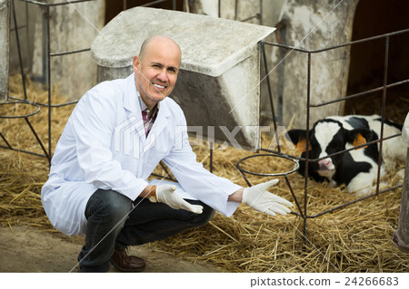 Veterinarian with newborn calf in farm. 24266683