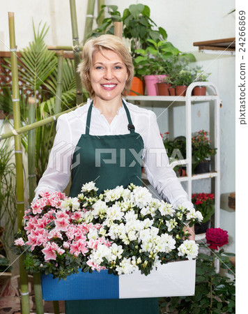 Female florist wearing an apron and happily standing among flowers 24266869
