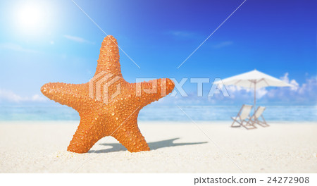 Starfish 24272908