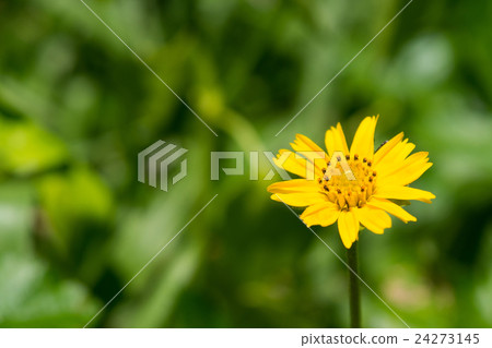 Sphagneticola trilobata Single Flower 24273145