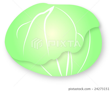 Cabbage Brassicaceae pale color vegetables Cute illustrations Cabbage Brassicaceae pale color vegetables Cute illustrations 24273151
