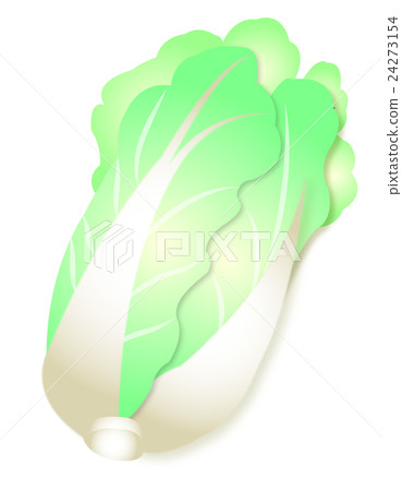 大白菜大白菜輕的菜Brassicaceae逗人喜愛的例證 24273154