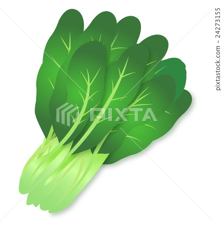 Komatsuna Brassicaaceae綠色黃色蔬菜可愛插圖 24273155