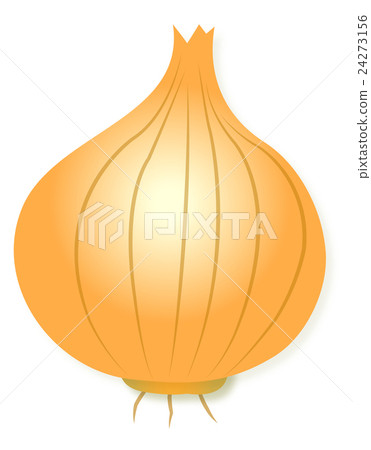 Onion lightly vegetable Cute illustrations 24273156