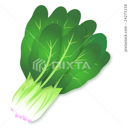 Spinach green green yellow vegetable Cute illustrations 24273158