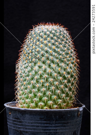 cactus isolated on black background cactus isolated on black background 24273591