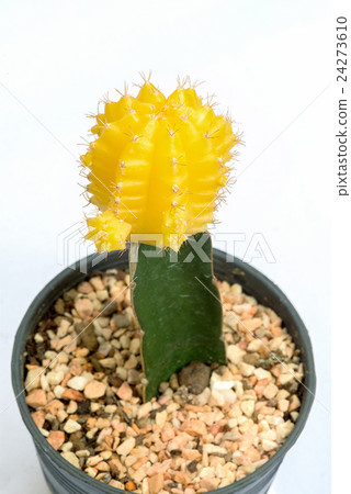 Cactus On White Background 24273610