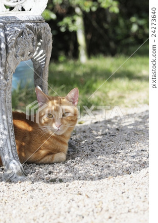 A relaxing cat A relaxing cat 24273640