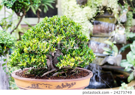 bonsai banyan tree 24273749
