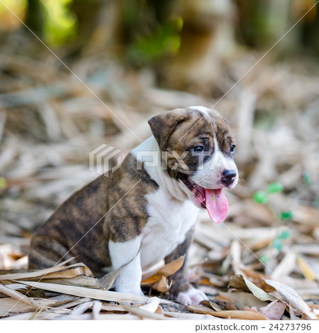 dog standing dog standing 24273796