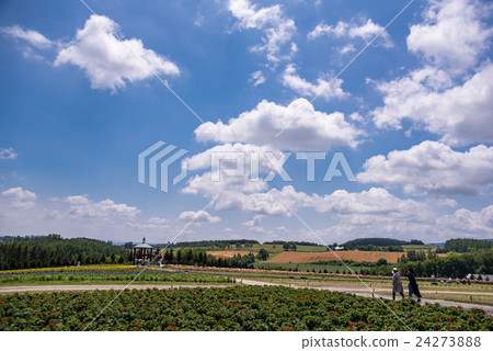北海道夏季花地金森 24273888