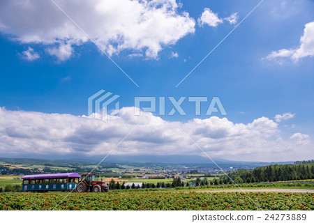 北海道夏季花地金森 24273889