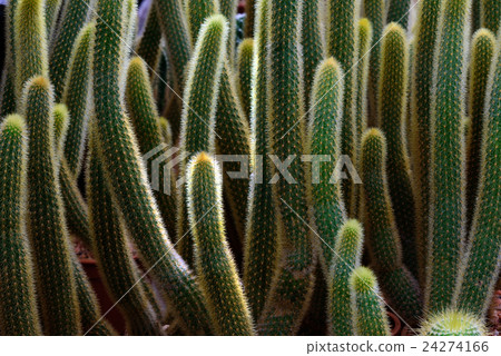 cactus isolated on black background 24274166
