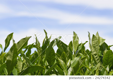 Tea plantation 24274342