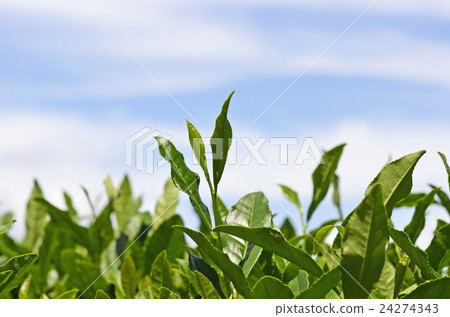 Tea plantation 24274343