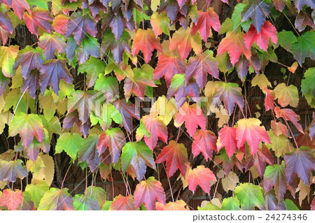 Tatami leaves 24274346