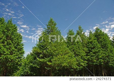 檜木森林和藍天 24274371