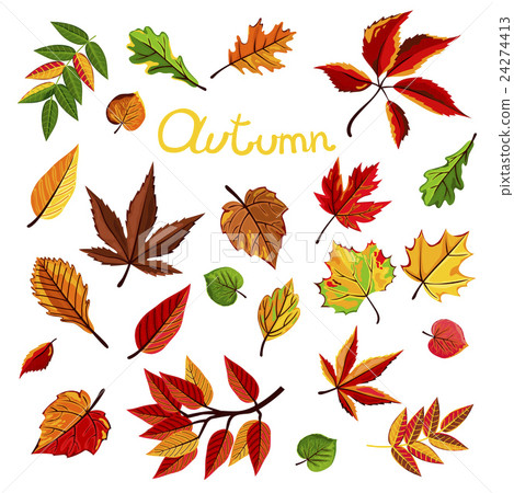 Autumn leaves vector illustration 24274413