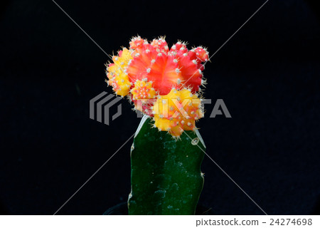 closeup cactus in black background 24274698
