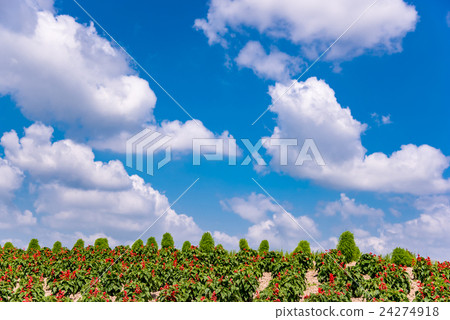 Hokkaido Furano Summer Cooking Farm Hana Hill 24274918