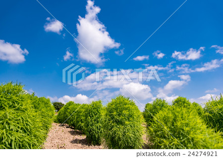 Hokkaido Furano summer 's farm Kokia' s hill 24274921