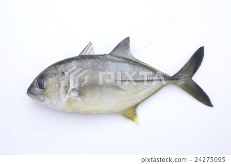 Plating · Heike 20 cm Plating · Heike 20 cm 24275095